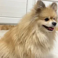 پامرانین خرسی