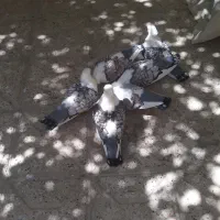 ساتن