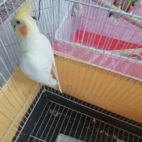 یک جفت عروس هلندی/مولد