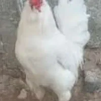 خروس چهل فاق سفید