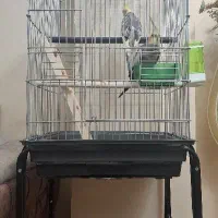 عروس هلندی جفت