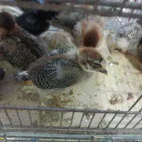 جوجه محلی گلپایگان