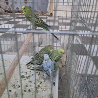 یازده تا مرغ عشق معاوضه با یه جفت قناری