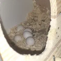 یک جفت عروس هلندی فوری فروشی|پرنده|رباطکریم, شهرک درخشان|دیوار