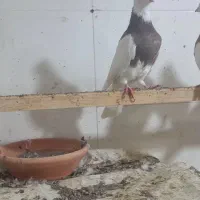 کبوتر طوقی|پرنده|کاشمر, |دیوار