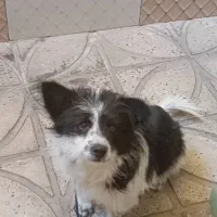 فروش سگ پاکوتاه بردر کولی.|سگ|پاکدشت, پارچین|دیوار