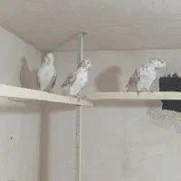 دوجفت حیوون خوب سرحال بدون ایراد فروشی|پرنده|ارومیه, |دیوار