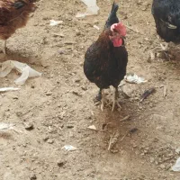 خروس رسمی
