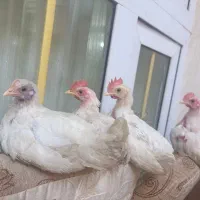 مرغ خروس