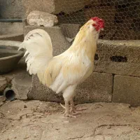 خروس گلین فول یتیغ سفید