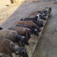 میش مهربان خوب|حیوانات مزرعه|همدان, |دیوار