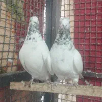 کفتر|پرنده|تهران, میدان میوه و تره‌بار مرکزی|دیوار