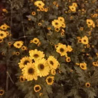 فروش انواع گلهای داوودی|گل و گیاه طبیعی|بادرود, |دیوار