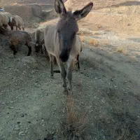 کره خر نر|حیوانات مزرعه|بجنورد, |دیوار