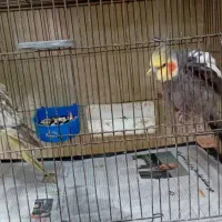 دوعدد عروس هلندی آماده برای جوجه کشی