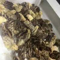 فروش بلدرچین زنده