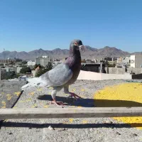 کبوتر یا کفتر|پرنده|تربت‌حیدریه, حسنی بالا|دیوار