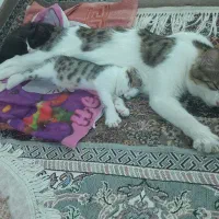 واگذاری بچه گربه به شرط جمع کردن