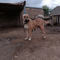 سگ آلابای ماده نوه نادیر ودختر بوسر|سگ|تهران, شهرک شریعتی|دیوار