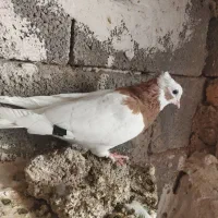 کبوتر طوقی|پرنده|شیراز, داریون|دیوار