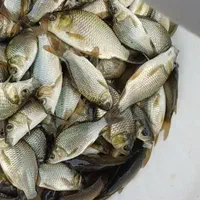 انواع ماهی گرمابی