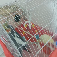 دوتا عروس هلندی بالغ با دوتا جوجه با همه وسایل