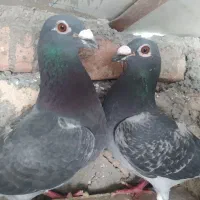 کفتر. پرنده