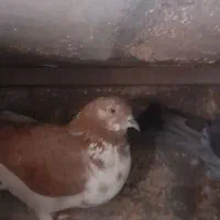 کفتر|پرنده|تهران, شهرک بعثت|دیوار