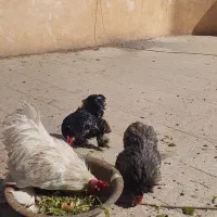 مرغ ویروس کوشین