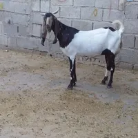 بز افغانی