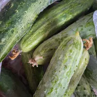 خیار محلی تازه چین