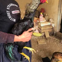 خروس اوشامو