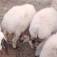 دوتا بره ماده شیر و یک کهره نر چاق کبابی