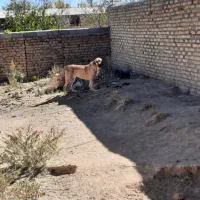 فروش سگماده عراقی آماده جفت گیری|سگ|قیدار, |دیوار