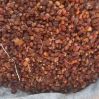 فروش ضایعات خرما