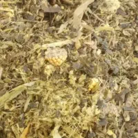 ذرت علوفه ای