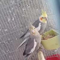 یک جفت عروس هلندی