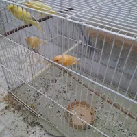 قناری معمولی