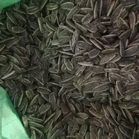 پخش تخمه ایرانی خارجی