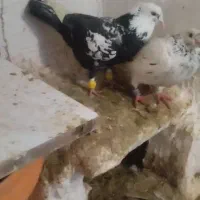 دوتا گرفتنی پرشی