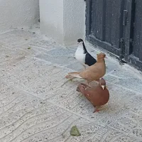 کبوتر فروشی