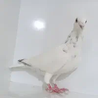 کبوتر سار دسپر  سیاه نر