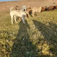 سگ گله عالی|سگ|خلخال, |دیوار