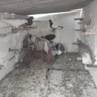 کفتر نر