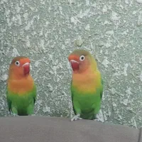 طوطی برزیلی