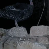 دو عدد بوقلمون یه نر یه ماده دونه ای دوملیون|حیوانات مزرعه|مسجد سلیمان, |دیوار