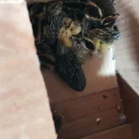 بلدرچین معمولی و مینیاتوری سه عدد کالفرنیا موجود|پرنده|رشت, علی آباد|دیوار