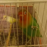 طوطی برزیلی