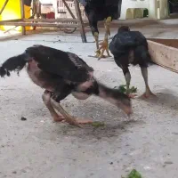 جوجه لاری