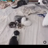 بچه گربه چین چیلا ماده دوماهه سیاه و سفیده